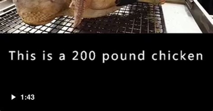 Discovering The Phenomenon Of The 200lb Chicken