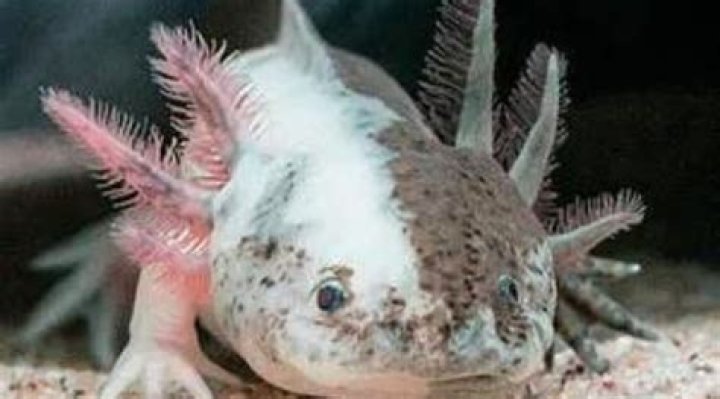 The Complete Guide To All Types Of Axolotls