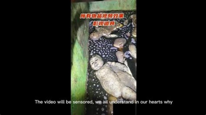 Exploring The World Of Bean Bag Adventures