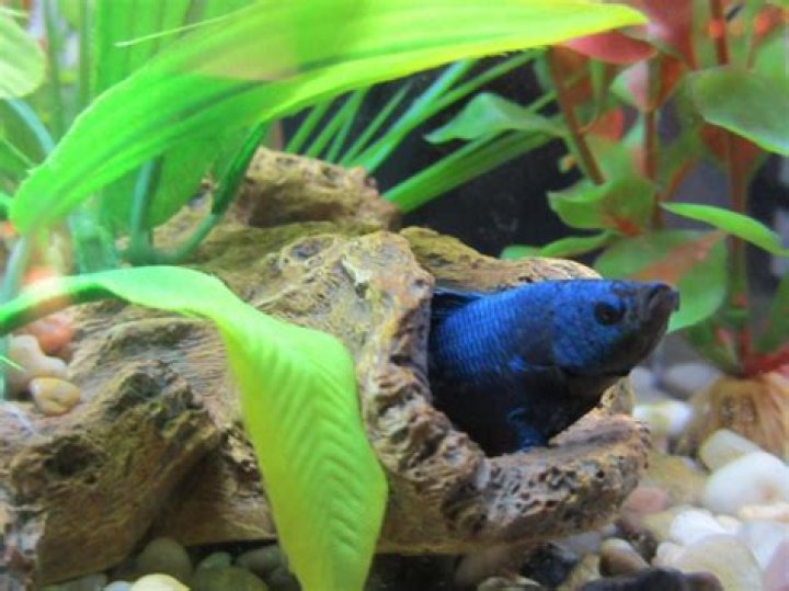 Essential Guide To Betta Fish Hiding Spots For A Happy Aquarium