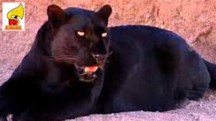 Unraveling The Mystery Of The Black Panther Scream Sound