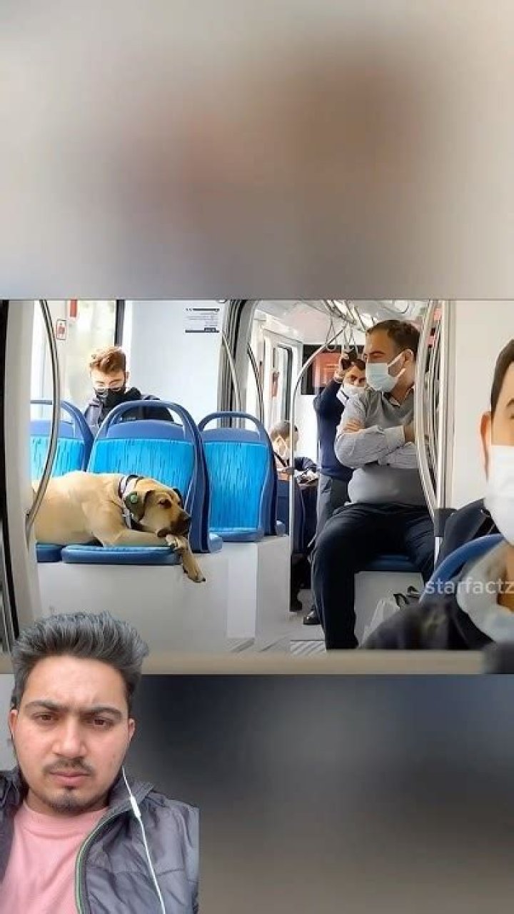 Discovering The Heartwarming Tale Of Boji The Dog