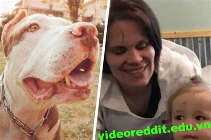 Unraveling The Brittany Skoland Dog Attack: An Uncensored Perspective