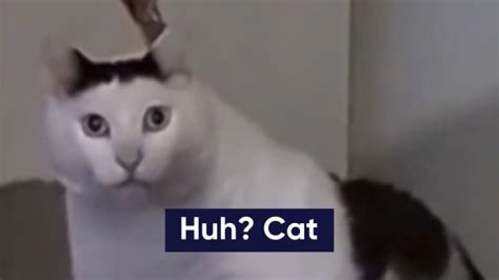 The Whimsical World Of The Confused Cat Meme