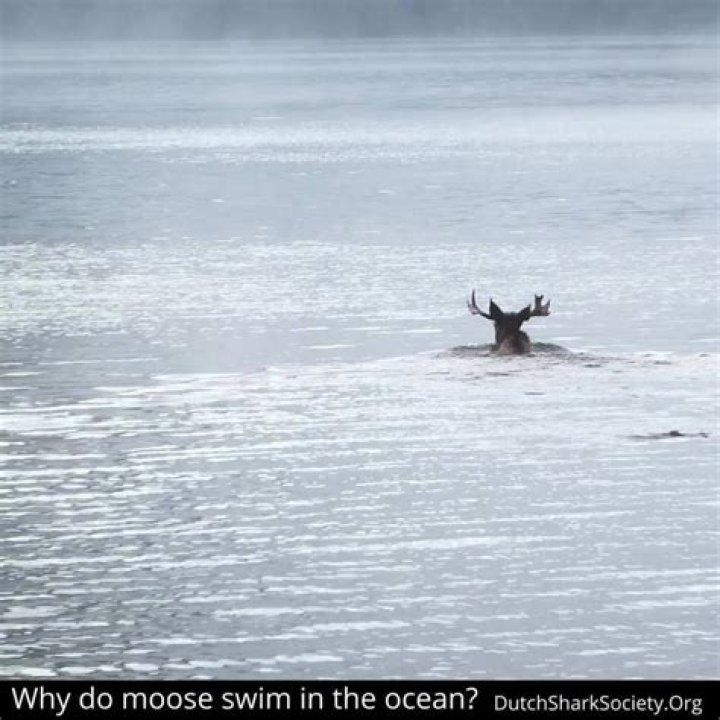Unraveling The Mystery: Do Orcas Eat Moose?