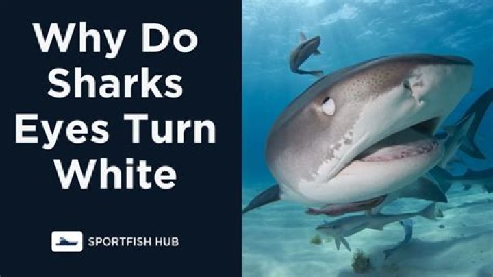 Unveiling The Mystery: Why Do Great White Shark Eyes Turn White?