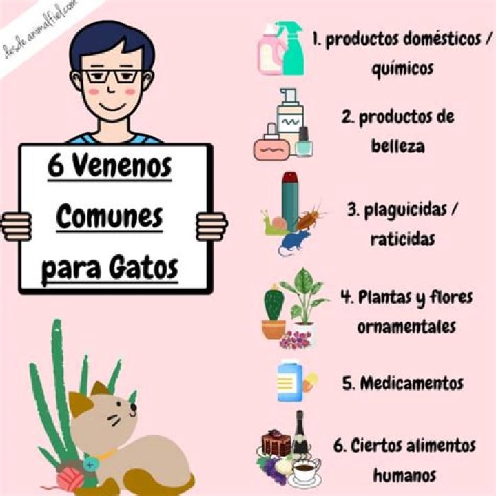 Understanding The Hidden Meanings Of Los 7 Quiebres Del Gato Envenenado