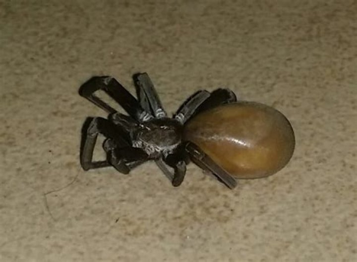 Understanding The Pregnant House Spider: Fascinating Facts And Insights