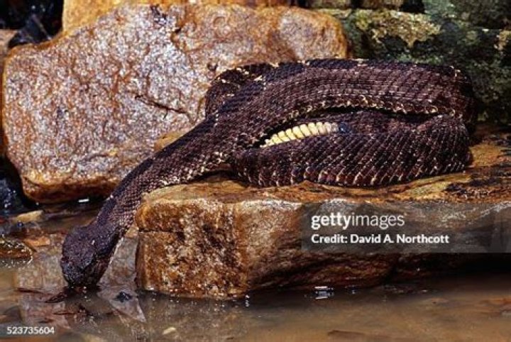 Understanding The Fascinating Behavior Of Rattlesnakes Drinking Water