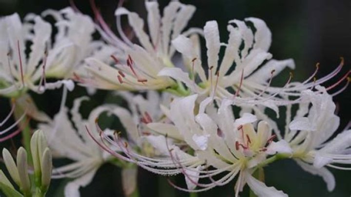 Mysterious Symbolism: Unveiling The Meaning Of The White Spider Lily